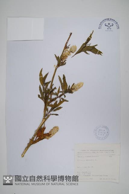 青葙藏品圖，第1張