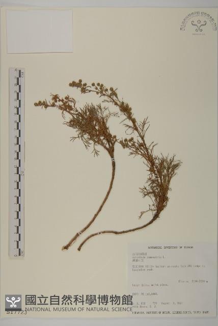 高山艾藏品圖，第1張