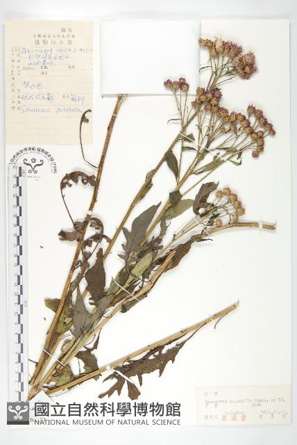 球花鳳毛菊藏品圖，第1張