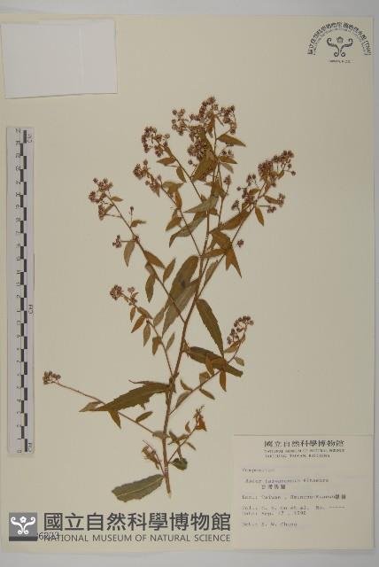 臺灣馬蘭藏品圖，第1張