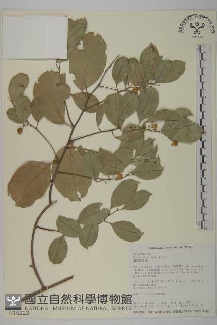 南華南蛇藤，青江藤藏品圖，第1張