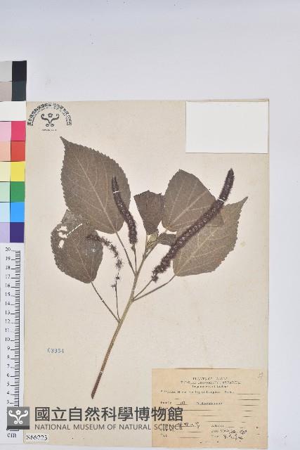 紅花鐵莧、長穗鐵莧藏品圖，第1張