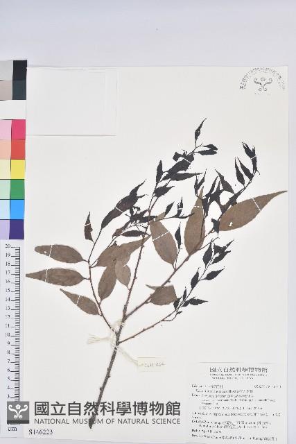 巒大越橘藏品圖，第1張