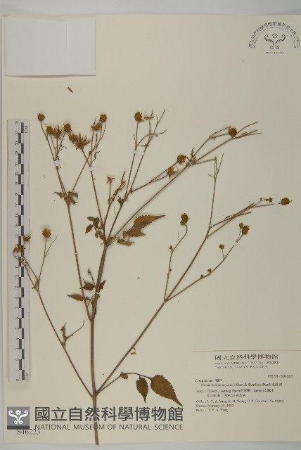鬼針舅藏品圖，第1張