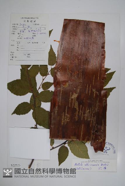 紅樺藏品圖，第1張