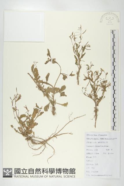 無瓣蔊菜藏品圖，第1張