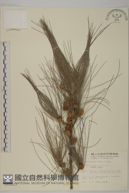 木麻黃藏品圖，第1張