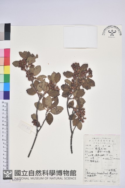 燈籠花藏品圖，第1張