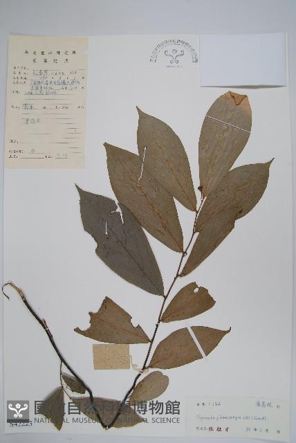 嘉陵花藏品圖，第1張