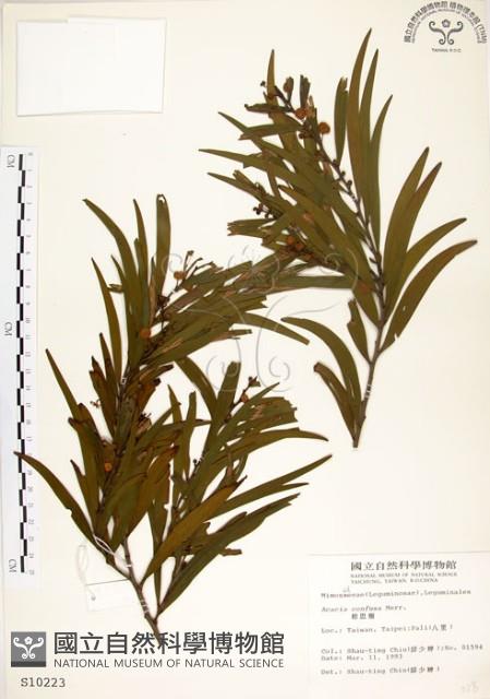 相思樹藏品圖，第1張