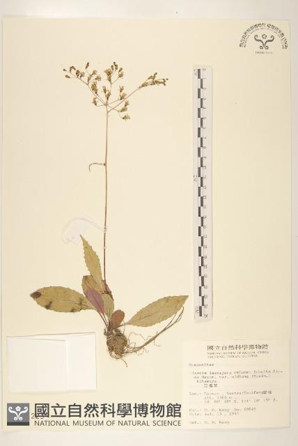 刀傷草藏品圖，第1張