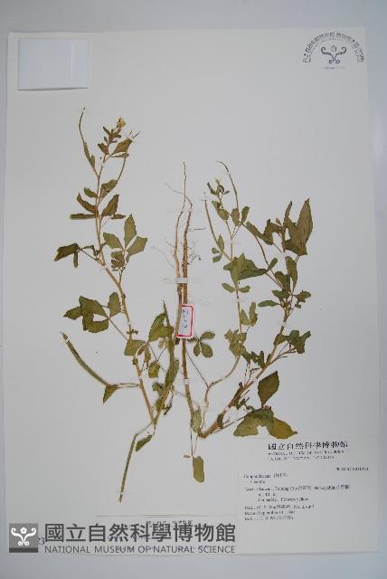 向天黃藏品圖，第1張