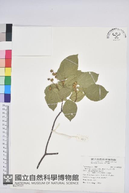 Creepy Mallotus Collection Image