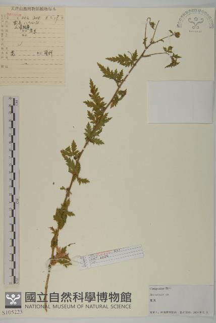 登錄號:S105223藏品圖，第1張