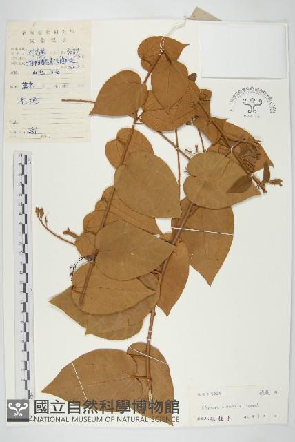 異萼飛蛾藤藏品圖，第1張