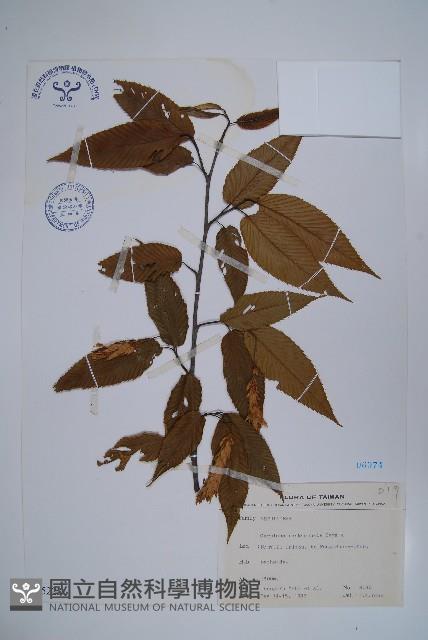 蘭邯千金榆藏品圖，第1張