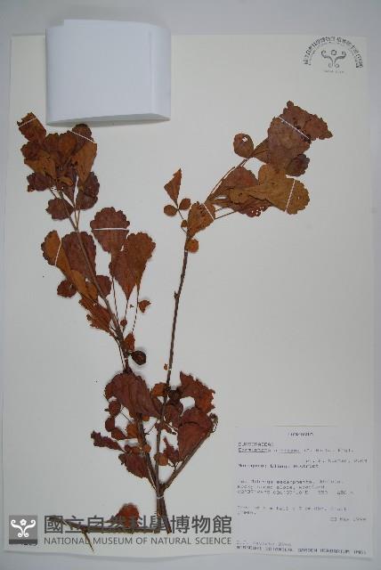 登錄號:S094223藏品圖，第1張