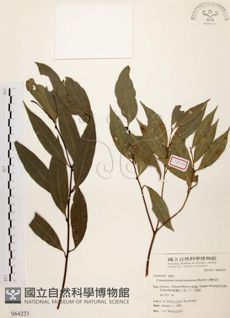 山肉桂、台灣肉桂藏品圖，第1張