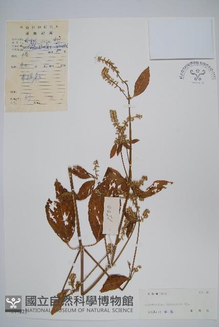 牛膝藏品圖，第1張