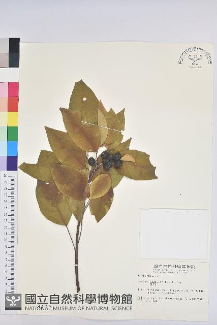 白臼藏品圖，第1張