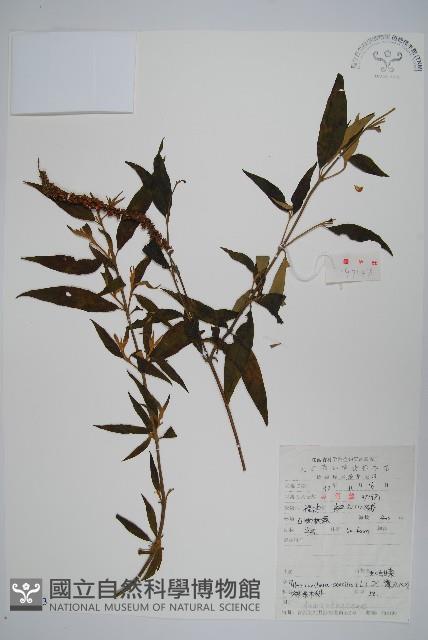 蓮子草藏品圖，第1張