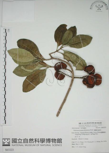 蘭嶼馬蹄花藏品圖，第1張