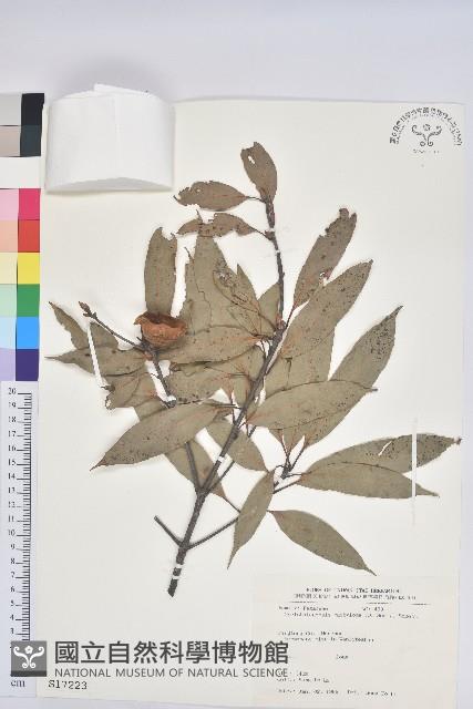 捲斗櫟藏品圖，第1張