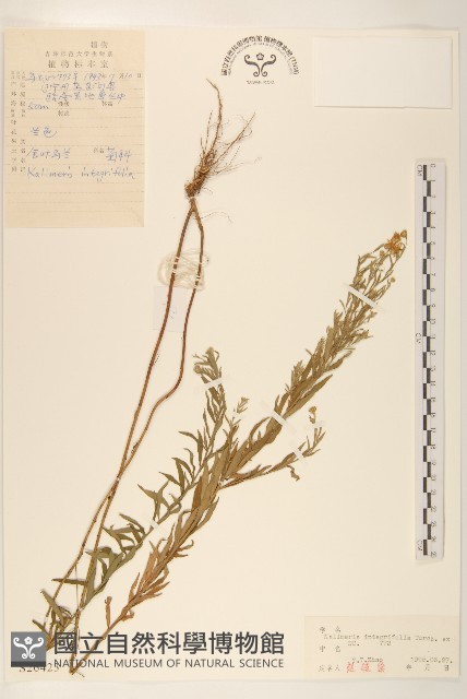 全葉馬蘭藏品圖，第1張