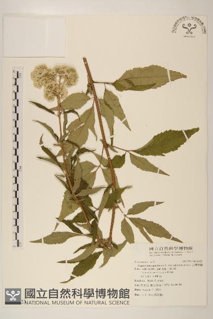 台灣澤蘭藏品圖，第1張