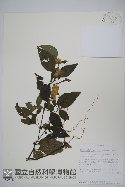 登錄號:S096423藏品圖，第1張