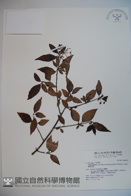 狹葉莢迷藏品圖，第1張
