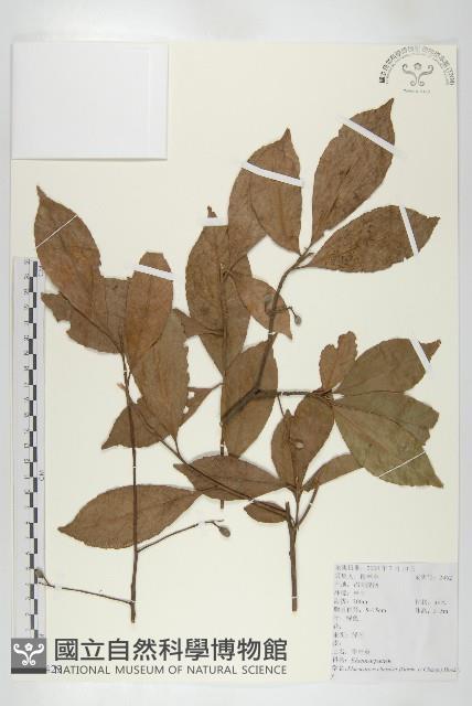 華杜英藏品圖，第1張