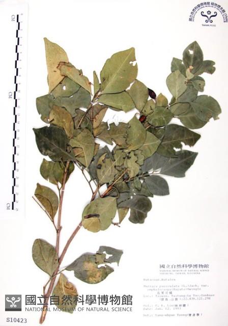 長果月橘藏品圖，第1張