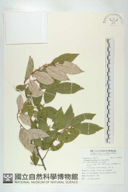 鄧氏胡頹子藏品圖，第1張