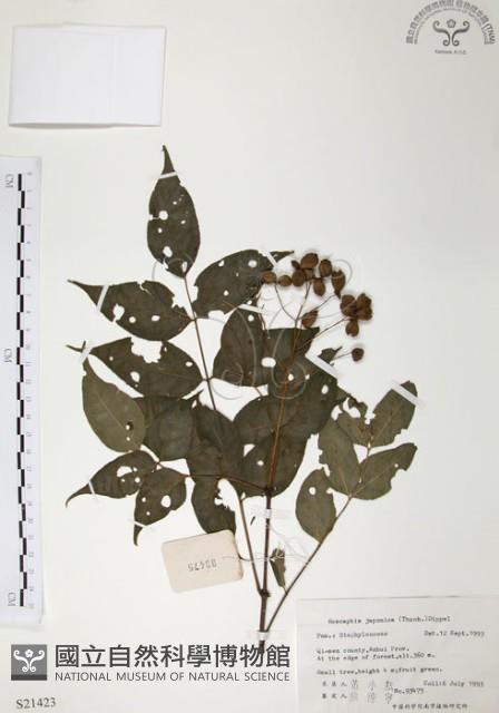 灰色木藍藏品圖，第1張