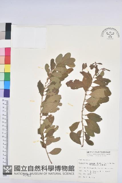 白飯樹藏品圖，第1張