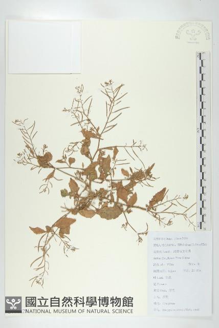 Accession Number:S111423 Collection Image, Figure 1, Total 2 Figures