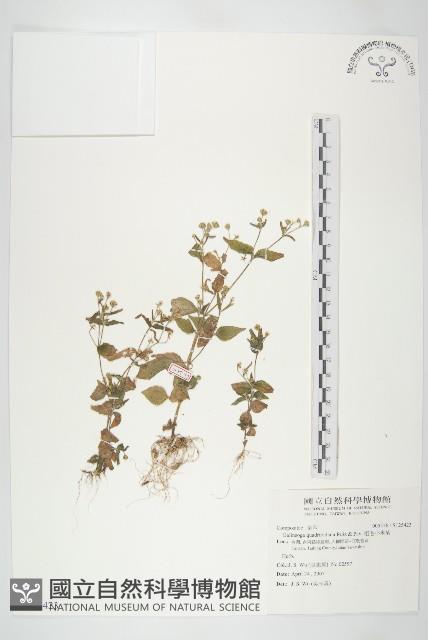 粗毛小米菊藏品圖，第1張