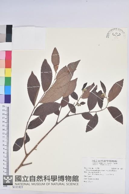 裡白饅頭果藏品圖，第1張