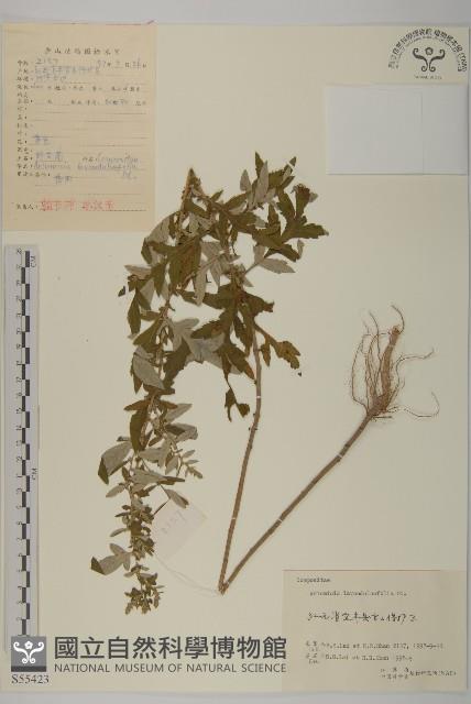 Accession Number:S055423 Collection Image, Figure 1, Total 3 Figures