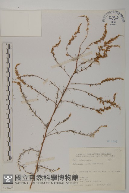 茵蔯蒿藏品圖，第1張