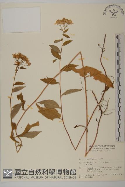 山白蘭藏品圖，第1張