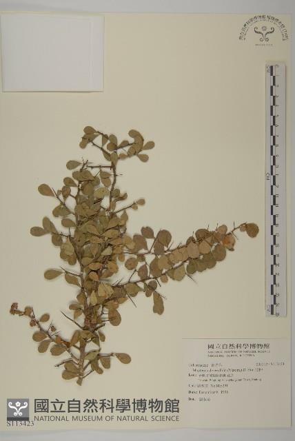 北仲, 刺裸實藏品圖，第1張