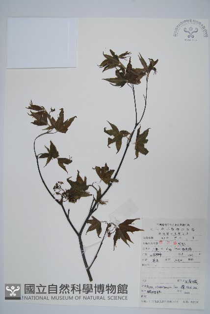 五裂槭藏品圖，第1張