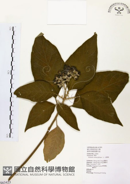 山煙草藏品圖，第1張