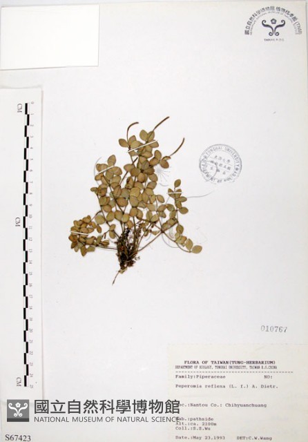 小椒草藏品圖，第1張