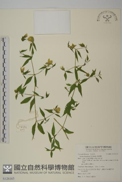 台灣月桃藏品圖，第1張