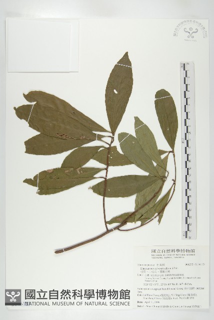 杜英、山杜英、蘭嶼杜英藏品圖，第1張
