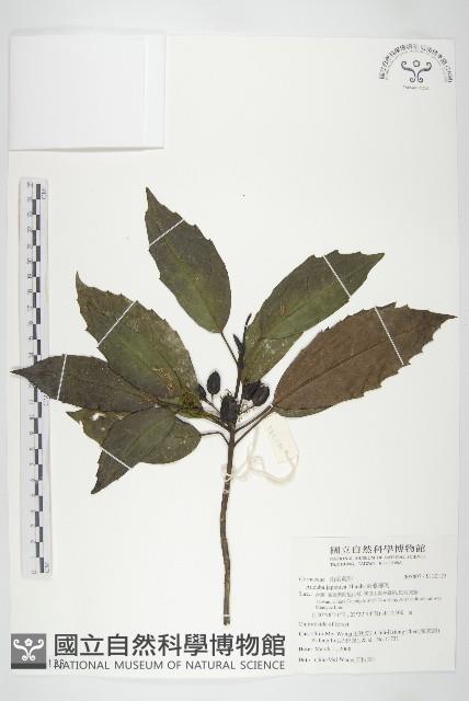 東瀛珊瑚藏品圖，第1張