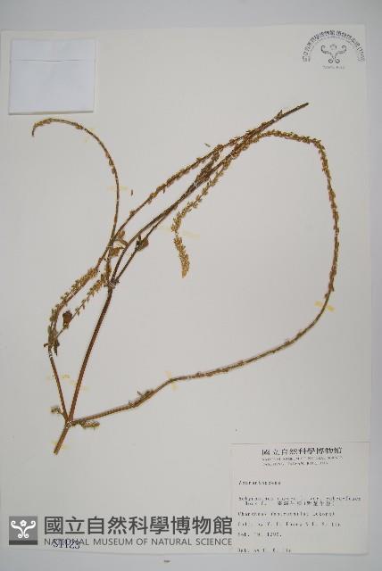 紫莖牛膝、台灣牛膝藏品圖，第1張